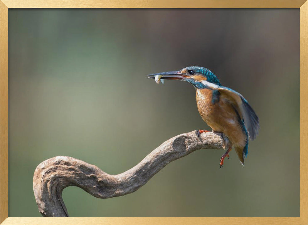 kingfisher with fish Poster