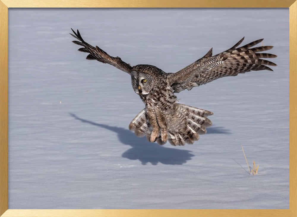 Great Grey Owl Poster