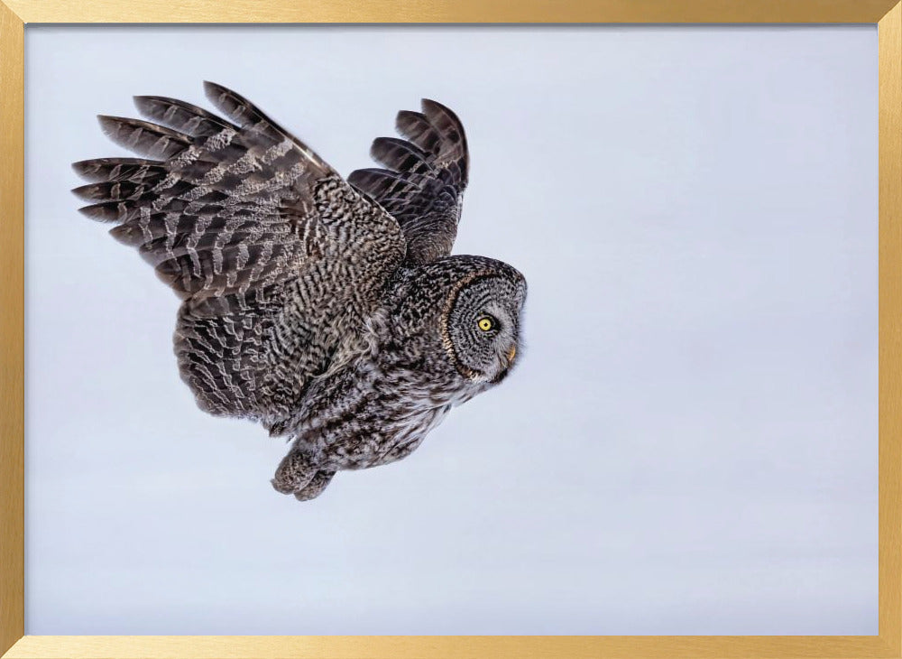 Great Grey Owl Poster