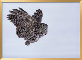 Great Grey Owl Poster