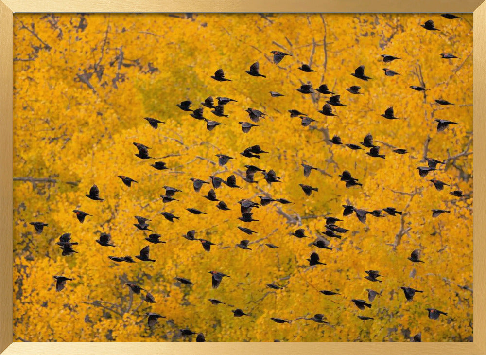 Flying into the Forest Poster