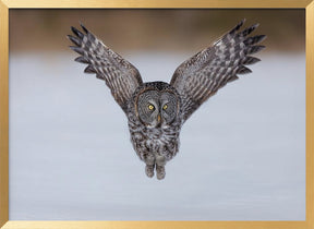 Great Grey Owl in Flight Poster