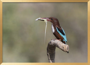 White-throated Kingfisher Poster