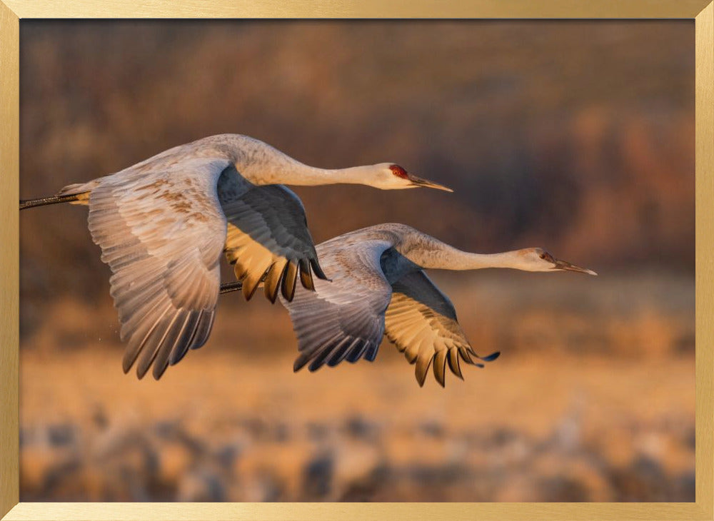 Love Birds Poster