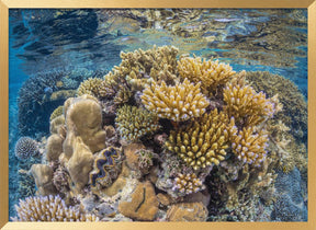 Reef of Mayotte Poster