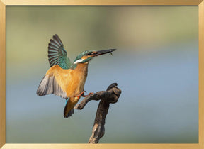 Common kingfisher Poster