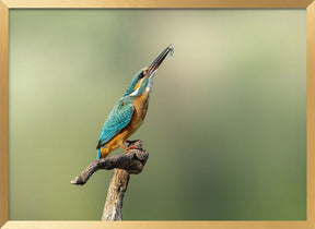 Beautiful kingfisher Poster