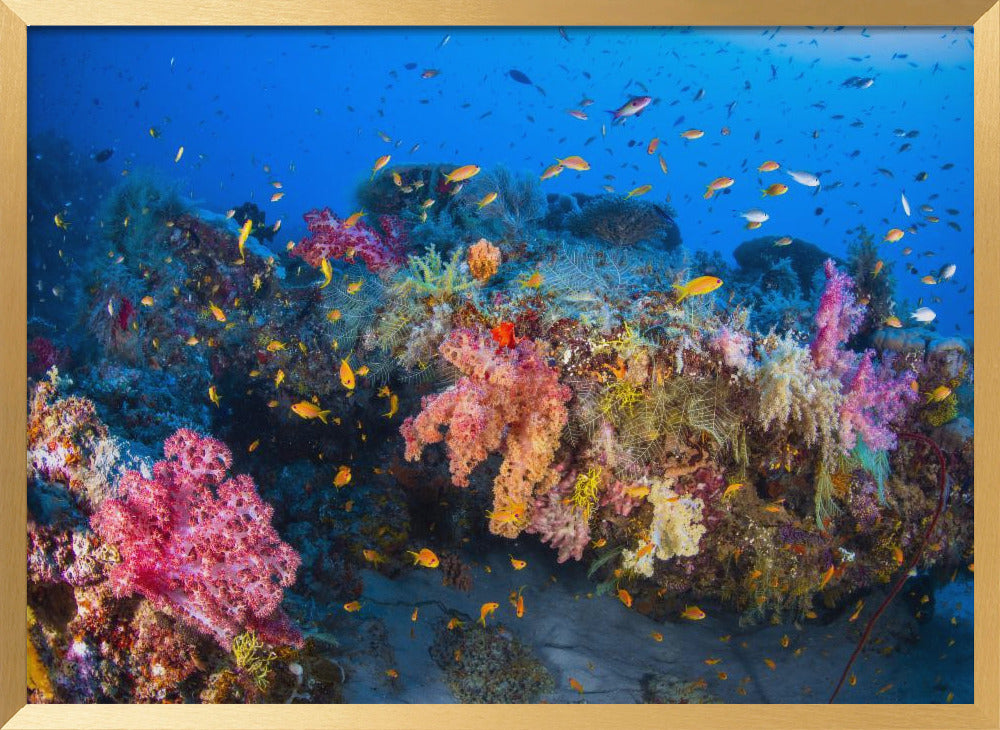 Colors of Soft Coral Poster