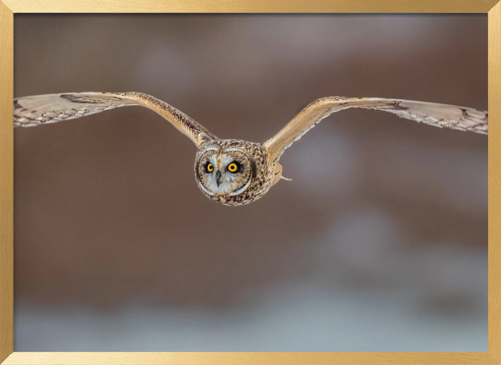 Short Ear Owl in Flight Poster