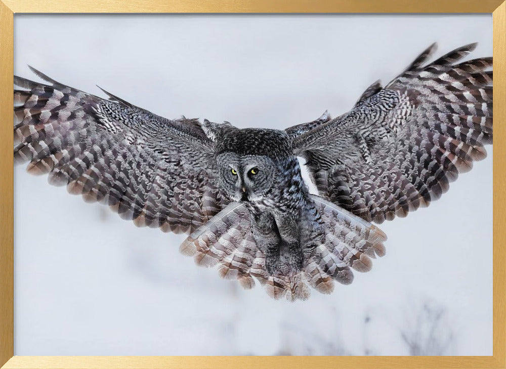 Great Grey Owl in Flight Poster