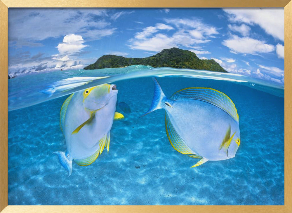 Dussumier's surgeonfish Poster