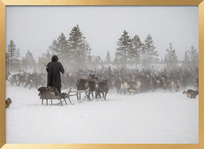 Arkadij drives a herd of reindeer Poster