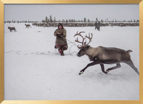 Jigori hunts reindeer II Poster