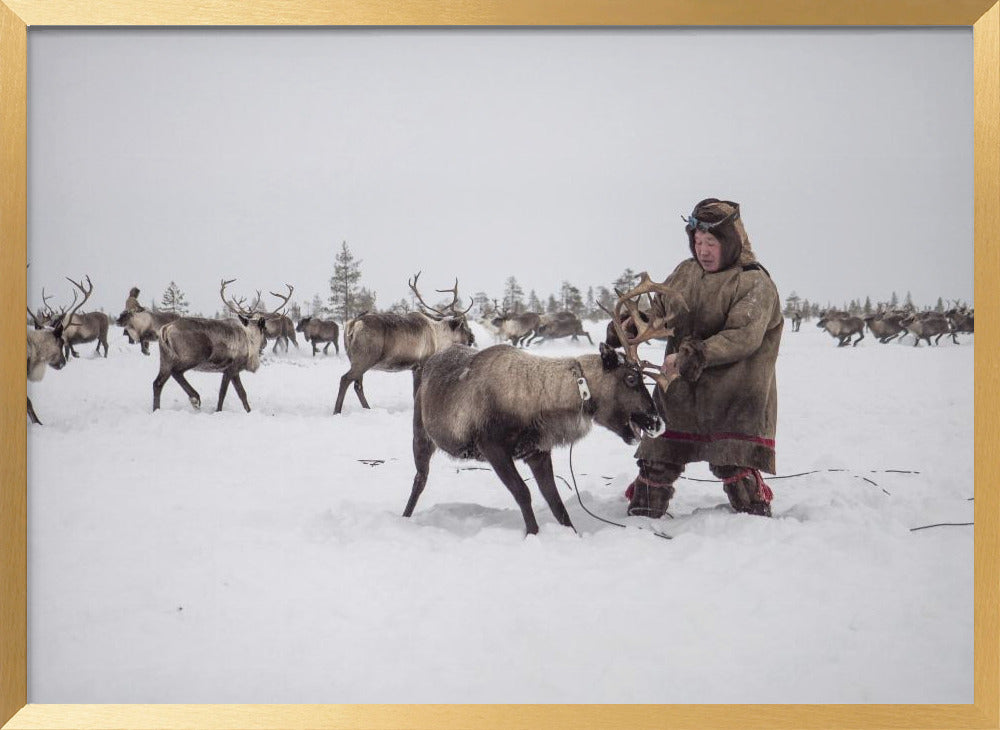 Jigori hunts reindeer III Poster