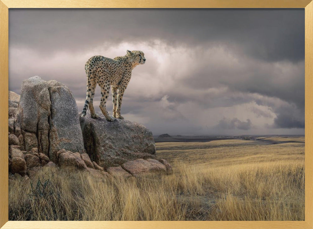 CheetahView Poster