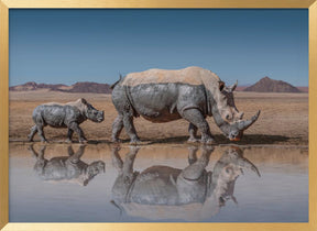 RhinosWalk Poster