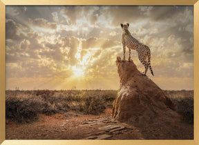 SundownCheetah Poster