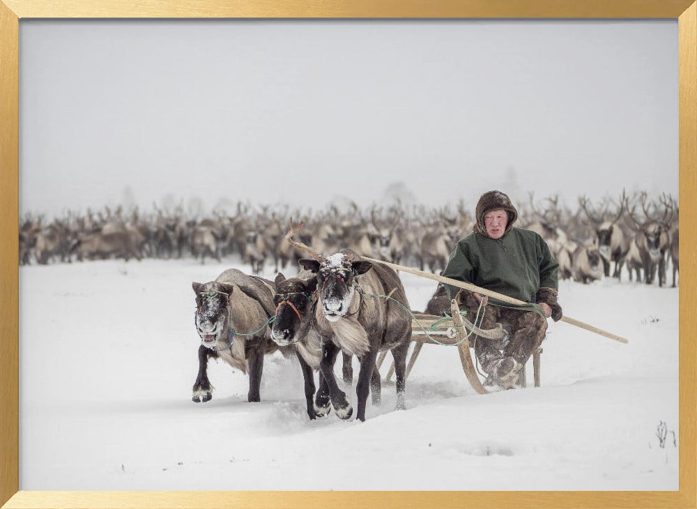 Semjon leads the herd Poster