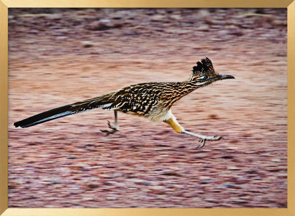 Road Runner Poster