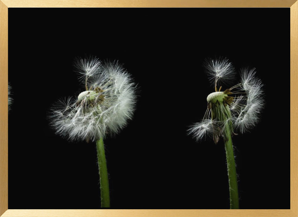 dandelion flower sequenz Poster