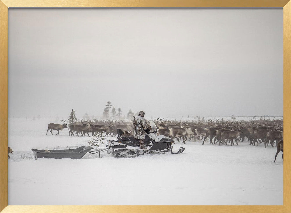 Kostya drives herd of reindeer Poster