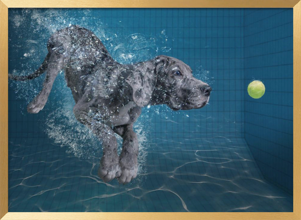 SplashDog Poster