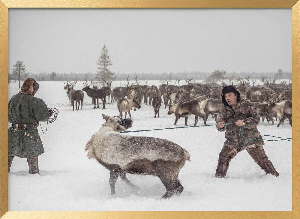 Kolya catches reindeer Poster