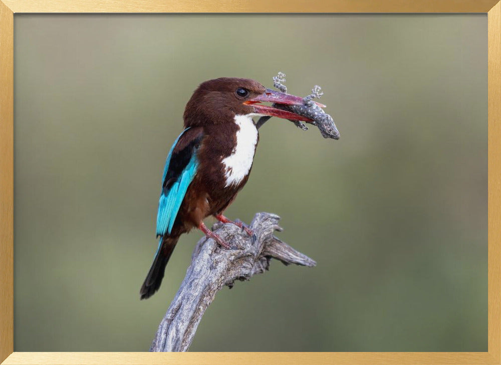 White-throated Kingfisher Poster