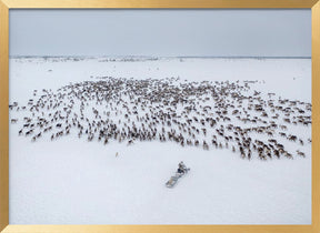 Kostya gathers the herd Poster