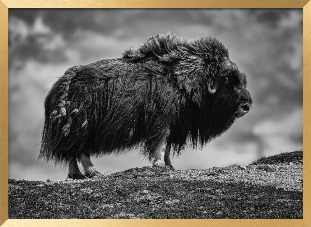 male Musk ox Poster