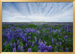 Field of Lupines Poster