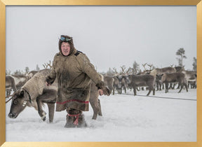 Jigorij leads the captured reindeer Poster