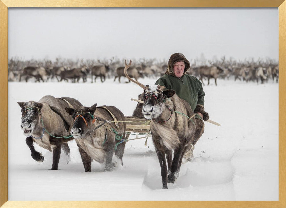 Semjon leads the herd Poster