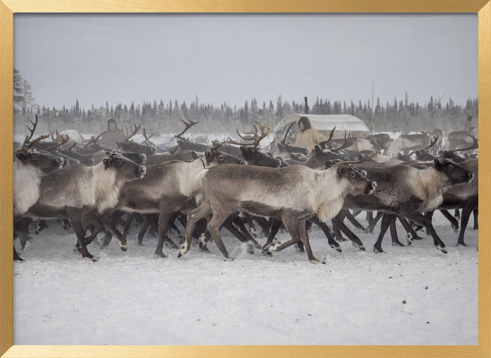 Herd in the camp Poster