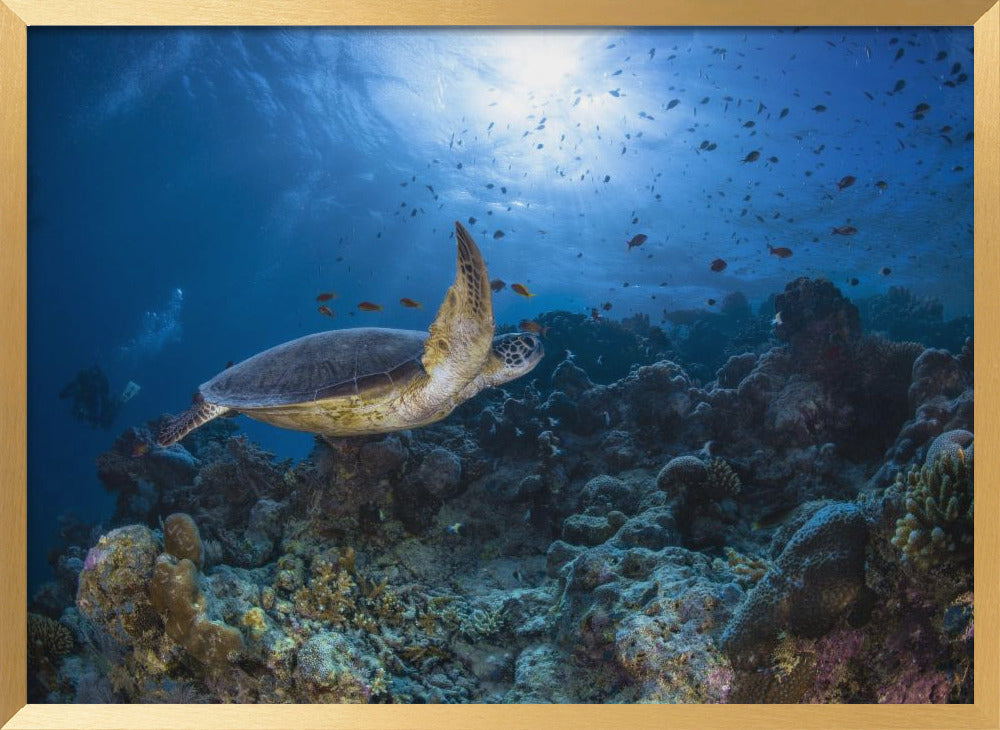 Sunlight and green turtle Poster