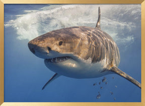 Great White Poster