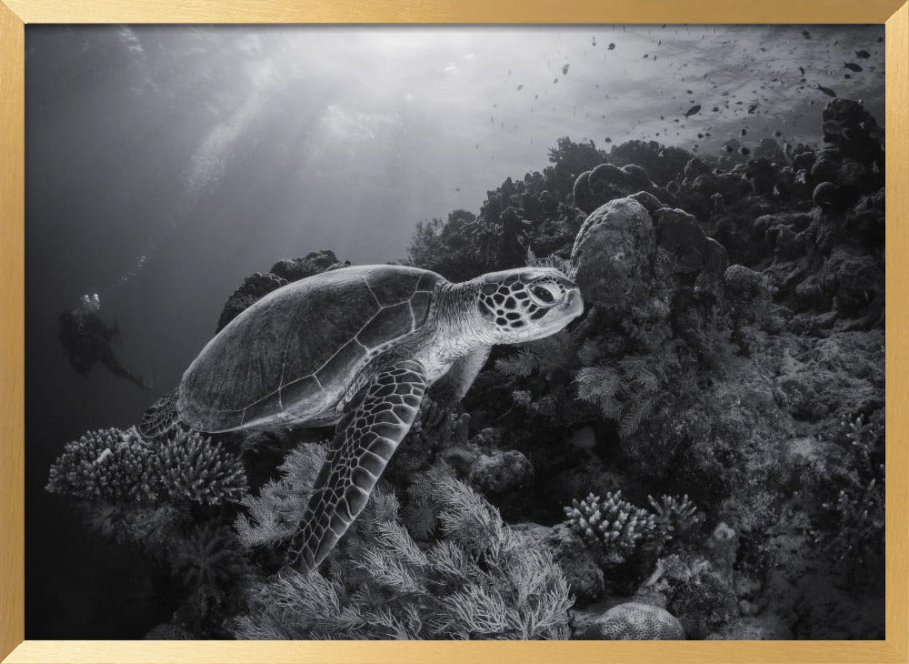 Green turtle in black and white Poster