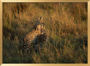 SERVAL FAMILY Poster