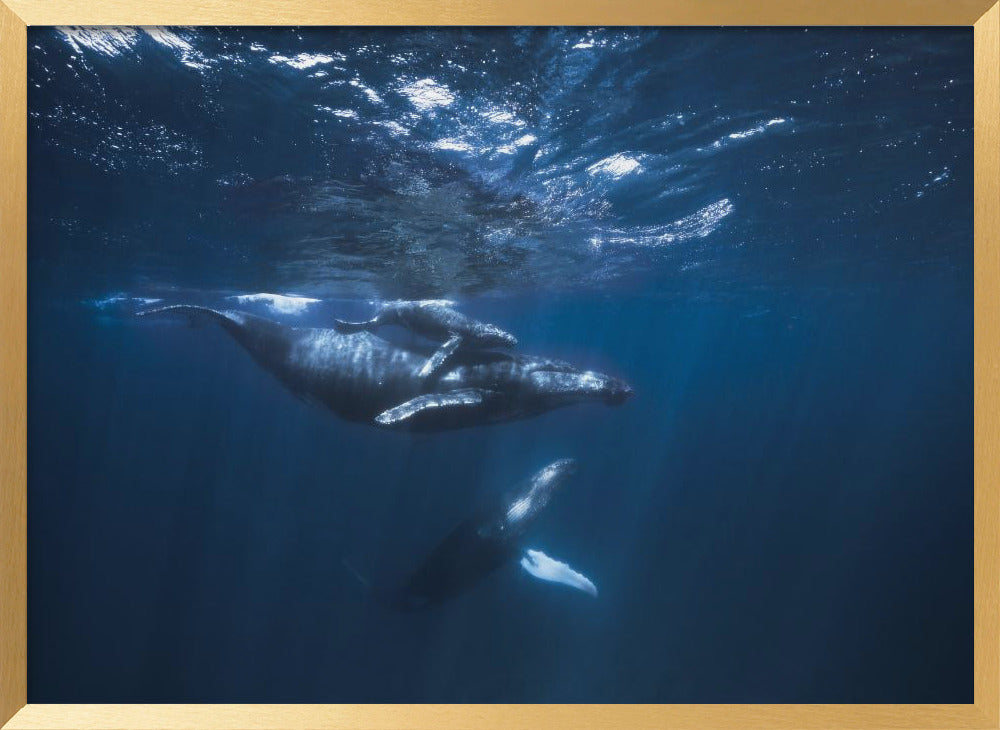 Humpback Whale on the blue Poster