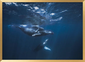 Humpback Whale on the blue Poster