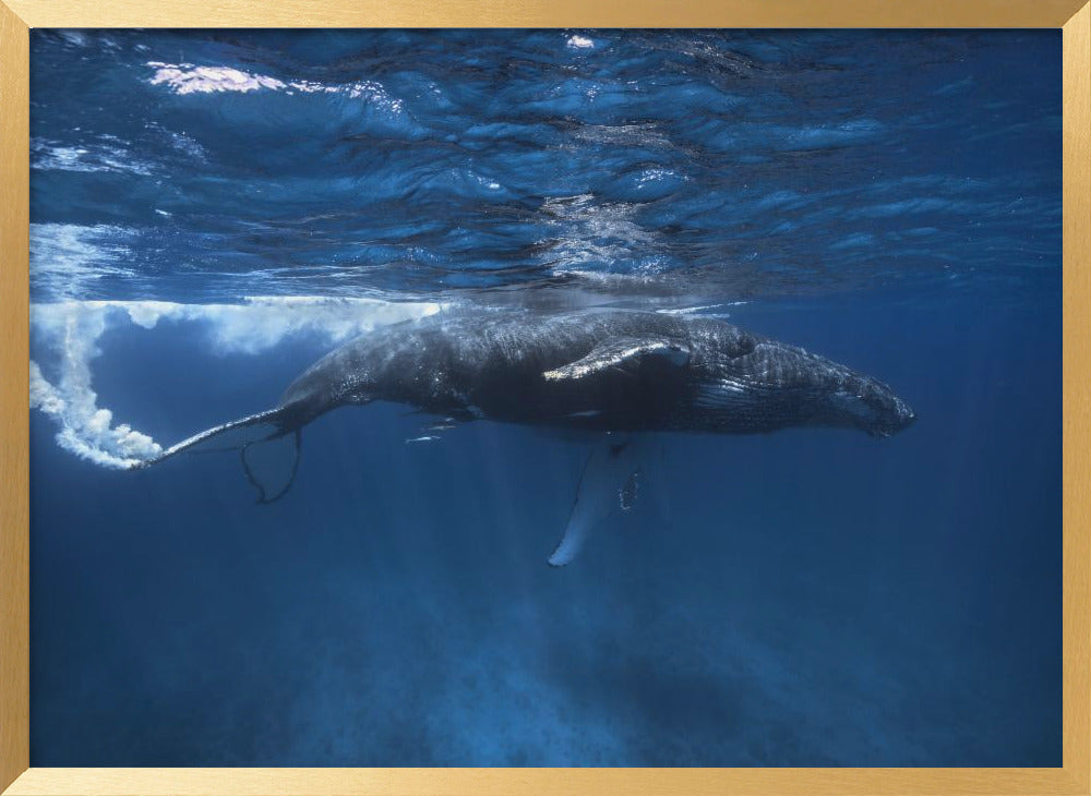 Humpback whale on the Iris bank Poster