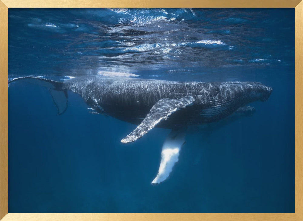 Humpback Whale Escort Poster