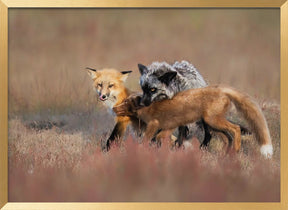 Fox Family Poster