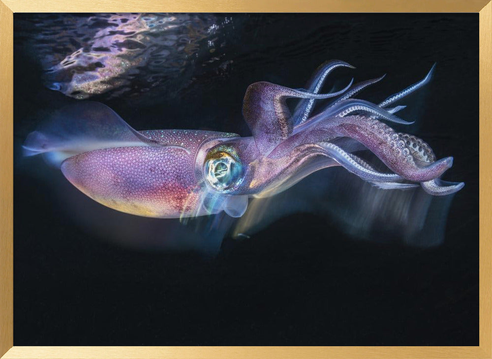 Flow of Squid Poster