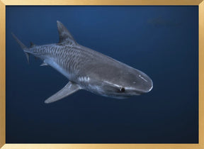 Tiger Shark Poster