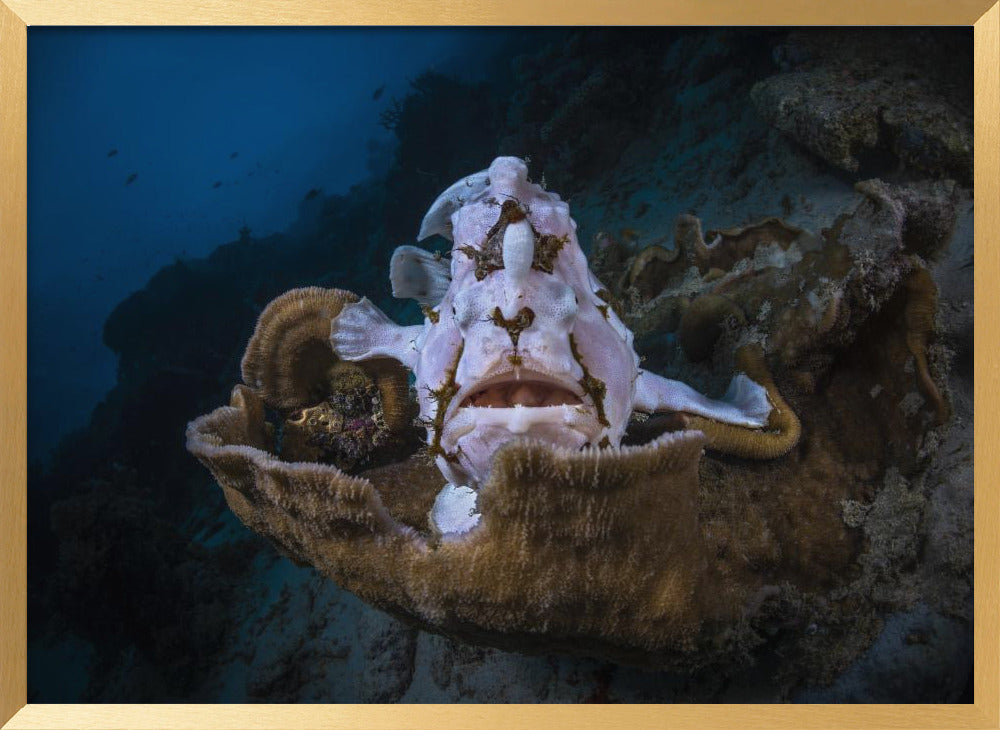 The Frogfish Trone Poster