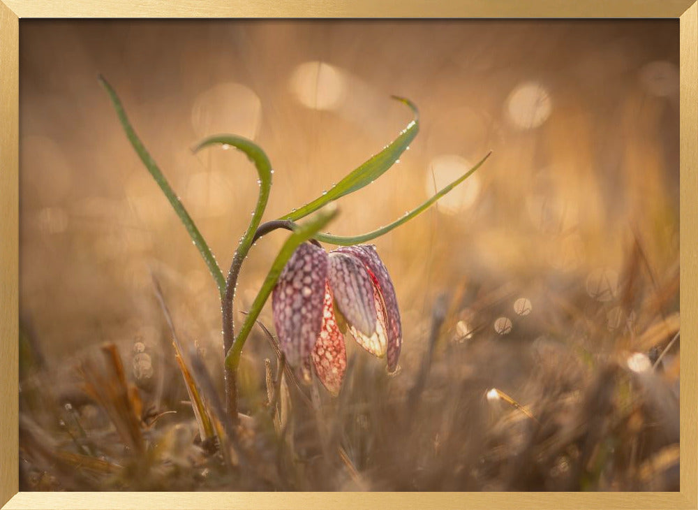 Swamp tulip Poster