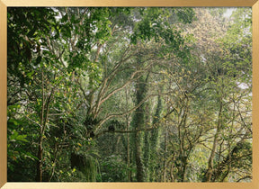 Monkeys in Lombok Poster