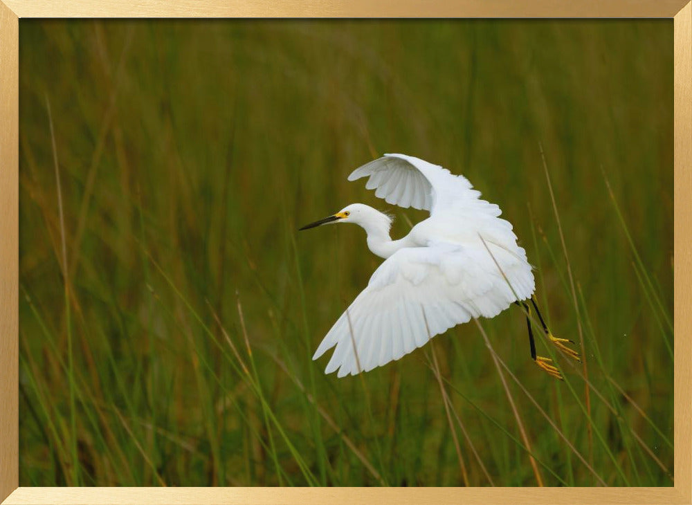 Grass Hopper Poster