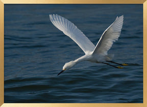 Gliding over the Ocean Poster